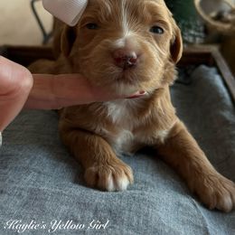 K Yellow girl - Red  female Goldendoodle puppy in Lewisville, Texas from Texas Goldendoodle Lovers