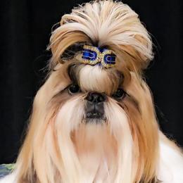 Sunny - Shih Tzu