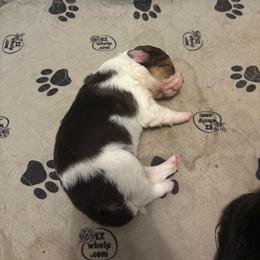 Maya - Tri-color female Border Collie puppy in Defuniak Springs, Florida from Blue Cypress Stock dogs