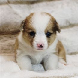 CKC Red Merle Male - Red merle and white male American Corgi puppy in Clovis, New Mexico from Sweet & Salty Cowdogs