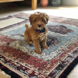Mila - Goldendoodle