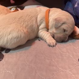 Girl 1 - Golden Retriever puppy in Moses Lake, Washington from Mae Valley Sweethearts Golden Retrievers