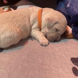 Girl 1 - Golden Retriever puppy in Moses Lake, Washington from Mae Valley Sweethearts Golden Retrievers