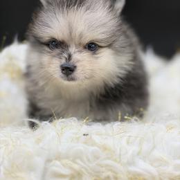 Marcel - Brindle male Pomeranian puppy in Franklin, North Carolina from A&J Cutie Pawtooties