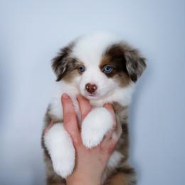 Australian Shepherd, Miniature American Shepherd, Miniature Australian Shepherd, and Toy Australian Shepherd Puppies from Painted Blue Aussies
