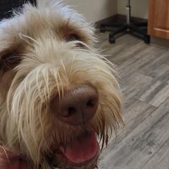 Bourbon - Spinone Italiano
