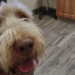 Bourbon - Spinone Italiano