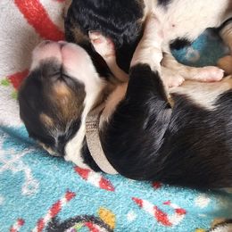 Marshall - Tri-color male Bernedoodle puppy in Candia, New Hampshire from Joyful Pastures Homestead