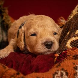 Cash (Johnny Cash) - Parti male Poodle puppy in Ten Mile, Tennessee from Bella's Beauties Moyen Poodles