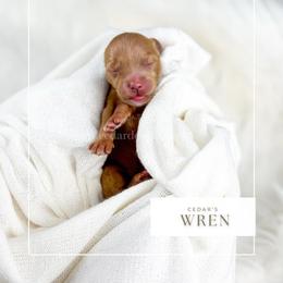 W R E N - Red  female Goldendoodle puppy in Cedar City, Utah from Cedar Doodles- Home of the Teddybear Goldendoodle