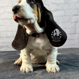 Heart - Black white and brown female Basset Hound puppy in Dingess, West Virginia from Tuckers' Howling Hounds