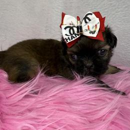 Godiva - Chocolate female Shih Tzu puppy in Columbia, Kentucky from Lisa Bandy Luxe Shih Tzu
