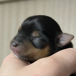 Boy 1 - Yorkshire Terrier puppy in Greer, South Carolina from Firesteel Yorkies