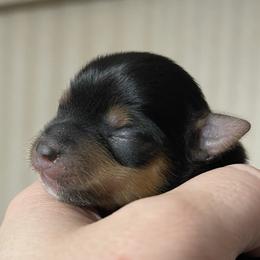 Boy 1 - Yorkshire Terrier puppy in Greer, South Carolina from Firesteel Yorkies