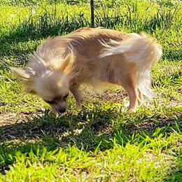 Po - Chihuahua