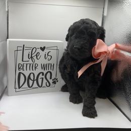 Ivy - Tri-color female Yorkipoo puppy in Apple Valley, California from Boujeepups