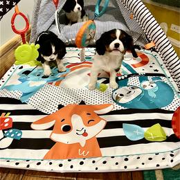 Cavalier King Charles Spaniel Puppies from Ohana Cavalier King Charles Spaniels