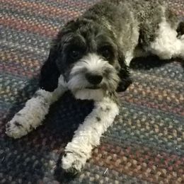 Gizaboo - Cavapoo