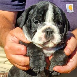 English Bulldog Puppies from Mudlick Bulldogs