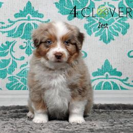 Zest - Red merle male Miniature American Shepherd puppy in Carlisle, Pennsylvania from 4 Clovers Kennel