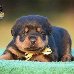 Tsunami - Black and mahogany female Rottweiler puppy in Uniontown, Alabama from CedarBluff Rottweilers