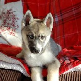 Siberian Husky Puppies from Light Foot Kennel