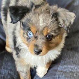 Miniature Australian Shepherd and Toy Australian Shepherd Puppies from Rye Hill Aussies