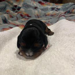 Boy 4 - Black and tan male Cavalier King Charles Spaniel puppy in Morriston, Florida from Cutesy Cavaliers