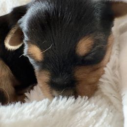Yorkshire Terrier Puppies from Happy Tails