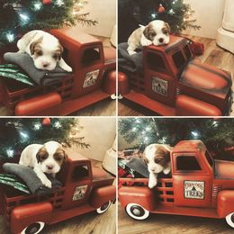 Cavalier King Charles Spaniel Puppies from Creekside Cavaliers