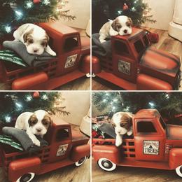Cavalier King Charles Spaniel Puppies from Creekside Cavaliers