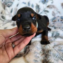 Nova - Black and rust female Doberman Pinscher puppy in Robinson, Pennsylvania from Makkr Ridge Dobermans LLC