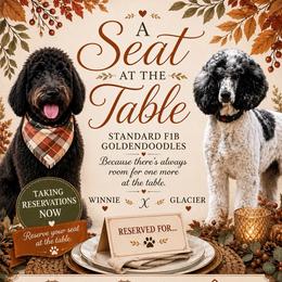 Goldendoodle puppies from Little Bear Doodles