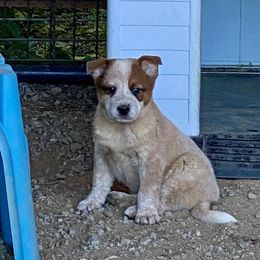 Pringles - Red speckled male Australian Cattle Dog puppy in Athol, Idaho from Sage Creek Australian Cattle Dogs