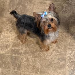 Miley - Yorkshire Terrier
