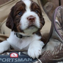 English Springer Spaniel Puppies from White Pine Springer Spaniels