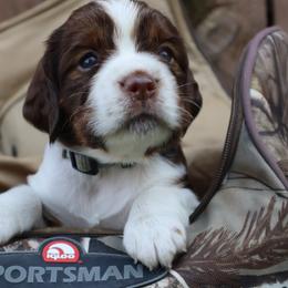 English Springer Spaniel Puppies from White Pine Springer Spaniels