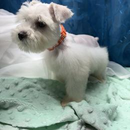 Orange - White male Miniature Schnauzer puppy in Sevierville, Tennessee from A&J Miniature Schnauzers