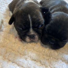 French Bulldog Puppies from Country Lace French Bulldogs