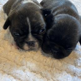 French Bulldog Puppies from Country Lace French Bulldogs