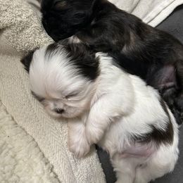 Shih Tzu Puppies from CID Love