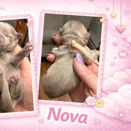 Nova - Lilac female Shih Tzu puppy in Connersville, Indiana from Royal Blossom Shihtzus