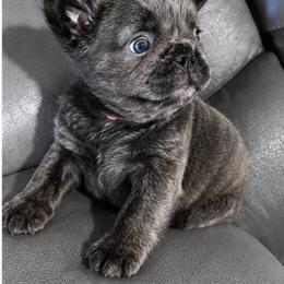 French Bulldog puppies from Poodles
