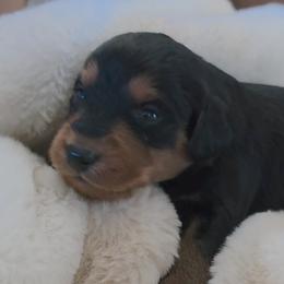 Andy - Tri-color male Labradoodle puppy in Centerville, Utah from Reid Wasatch Doodles