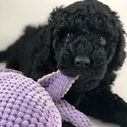 Australian Labradoodle Puppies from Just Doodling Around
