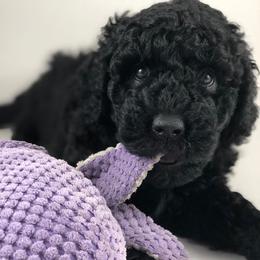 Australian Labradoodle Puppies from Just Doodling Around