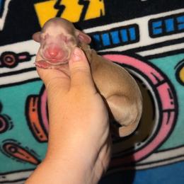 Kayda - Cream female Dachshund puppy in Tulsa, Oklahoma from K4 Doxies