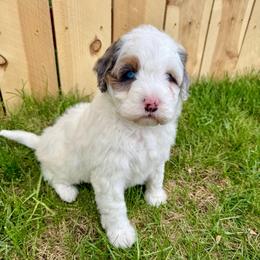 Dune - Blue merle male Aussiedoodle puppy in Heber City, Utah from Junipersdoodles