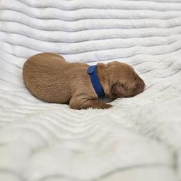 Navy Collar- Male - Yellow male Labrador Retriever puppy in Boyd, Minnesota from Lindley Labradors