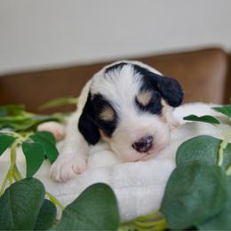 Snoopy - Tri-color male Bernedoodle puppy in Queen Creek, Arizona from Dulcito Doodles